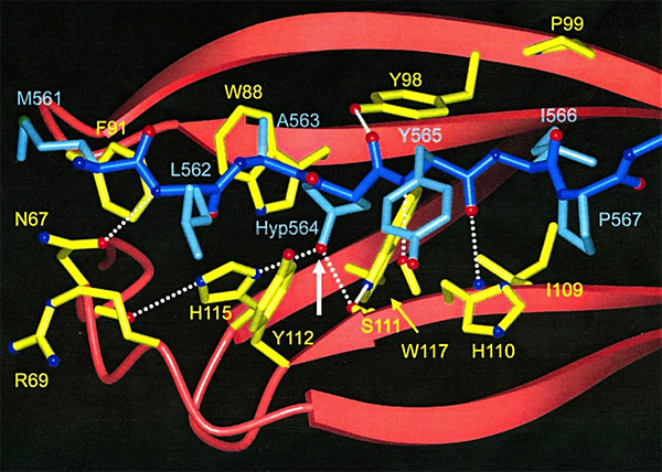 Figure 1: Structure of HIF1α bound to pVHL...